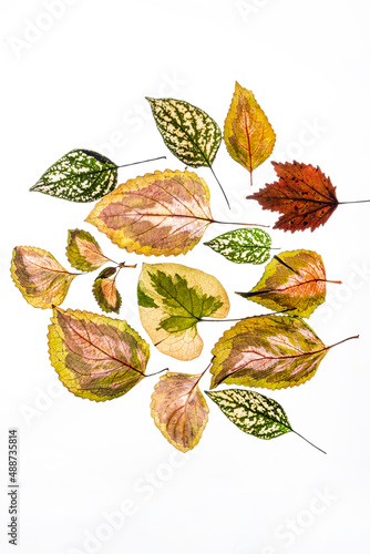 variegated foliages on the white background photo