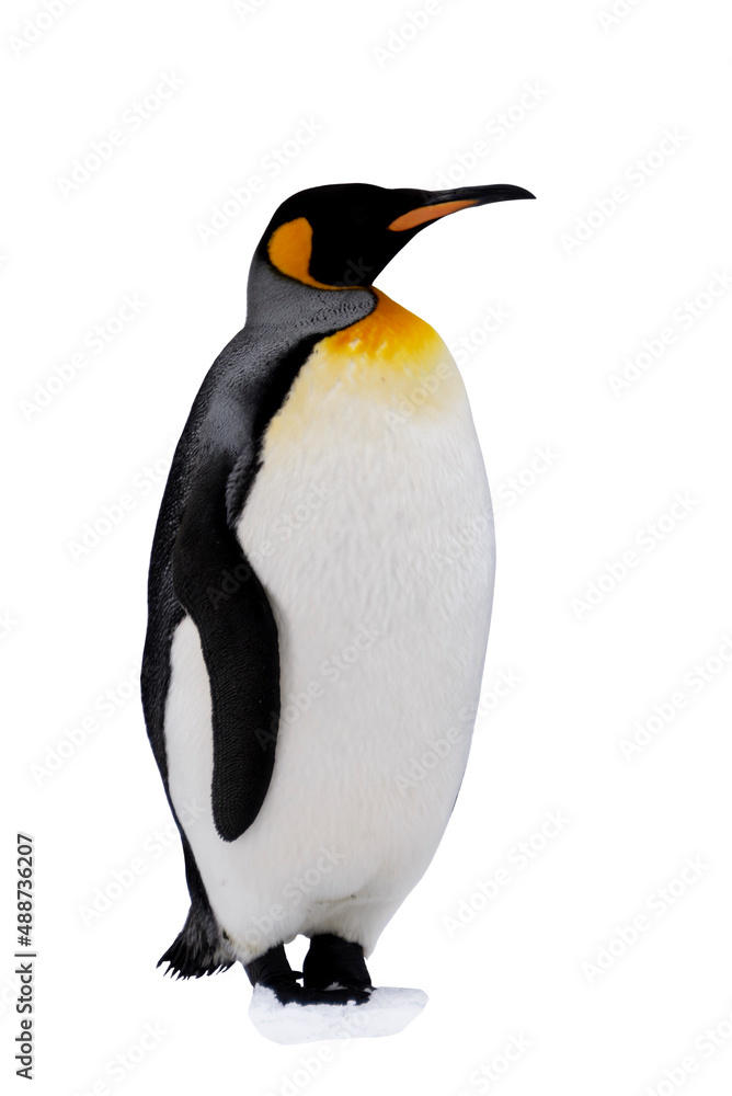 Fototapeta premium King penguin isolated on the white background