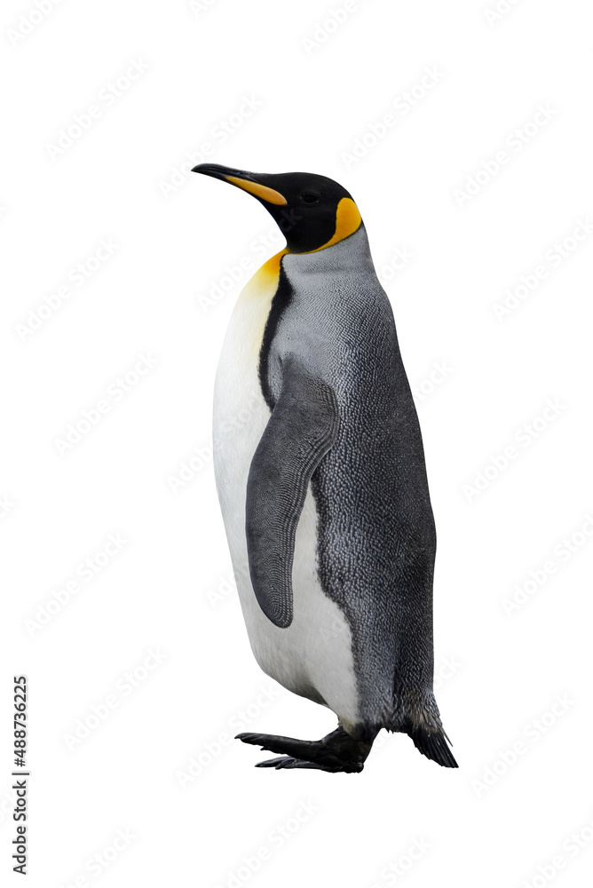 Fototapeta premium King penguin isolated on the white background.