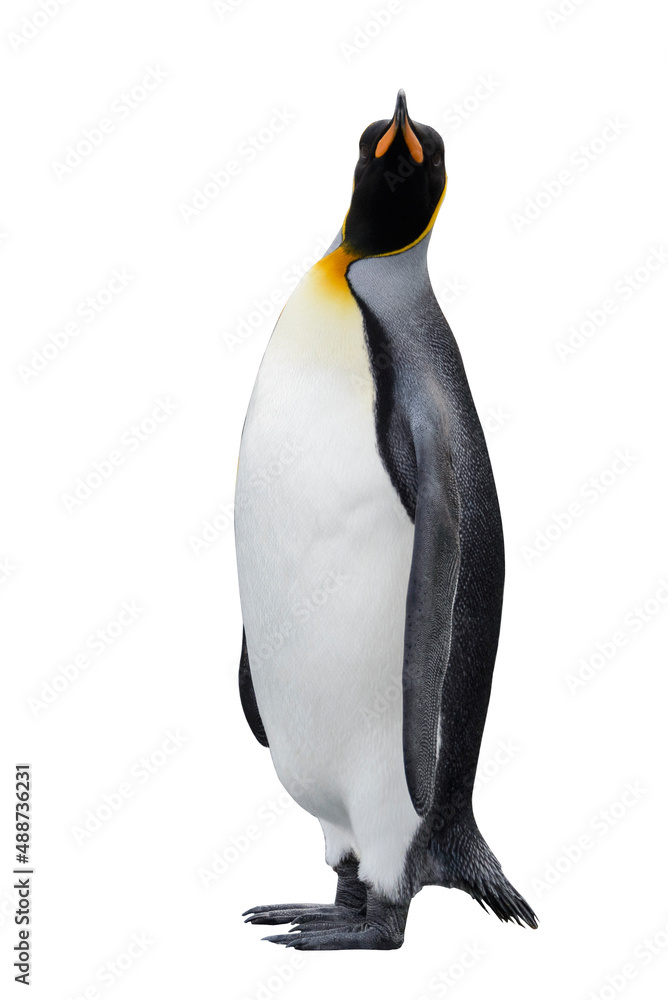 Obraz premium King penguin isolated on the white background