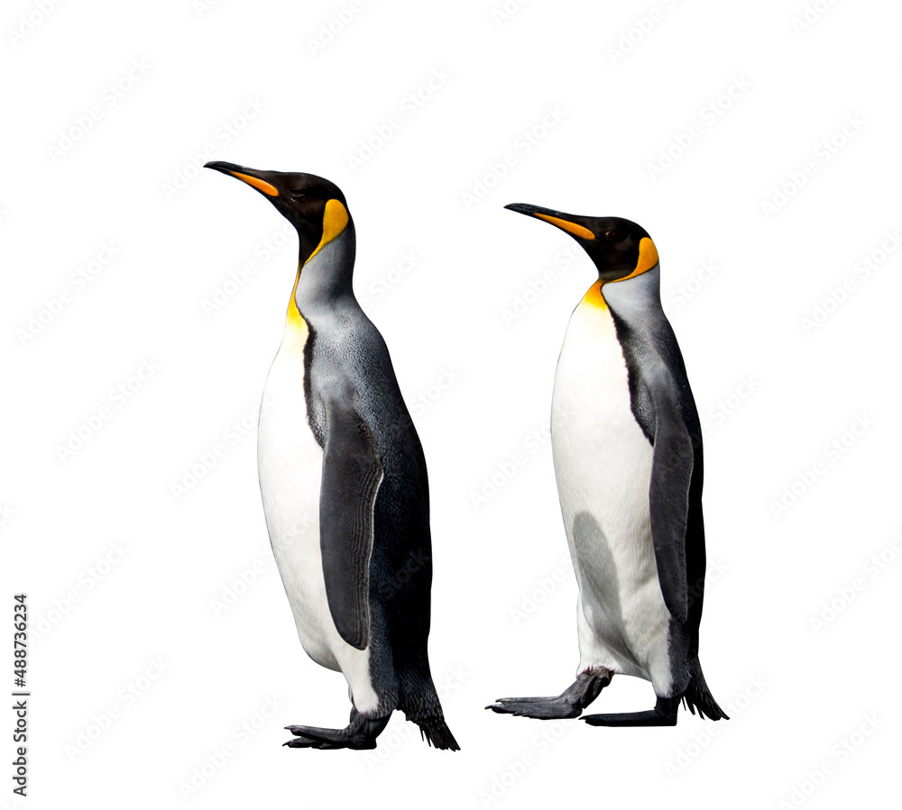 Fototapeta premium King penguins isolated on the white background
