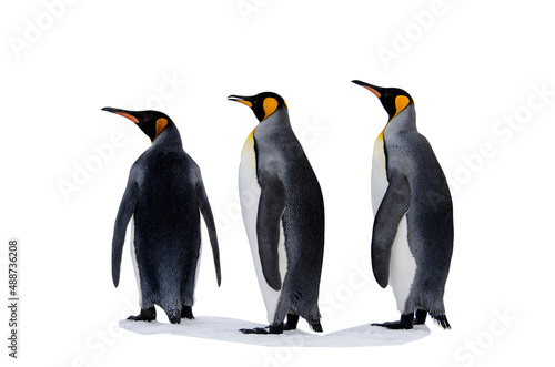 King penguin isolated on the white background photo