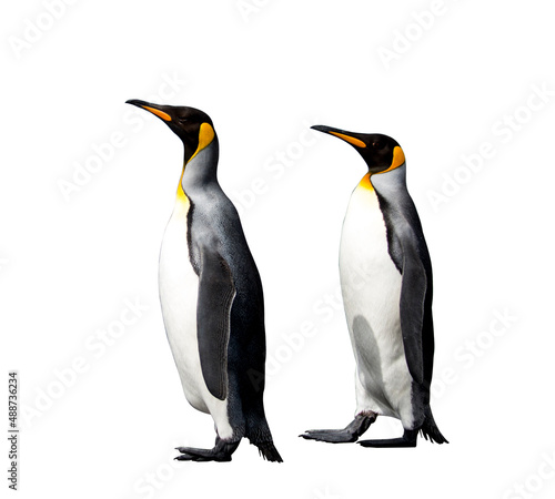 King penguins isolated on the white background