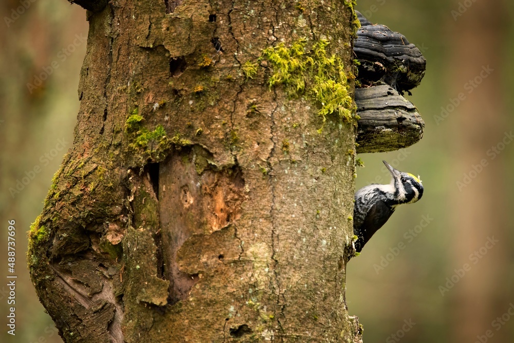 Portrait of Eurasian three-toed woodpecker on the hollow, mossy tree with fungi. Three-toed woodpecker by the nest cavity in the Sumava National Park. Portrait of Eurasian three-toed woodpecker on the hollow, mossy tree with fungi. Three-toed woodpecker by the nest cavity in the Sumava National Park.