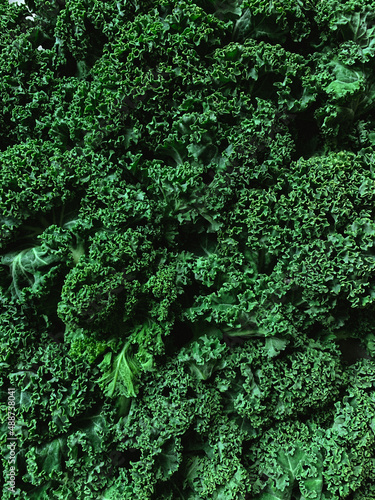 Kale green fresh background 