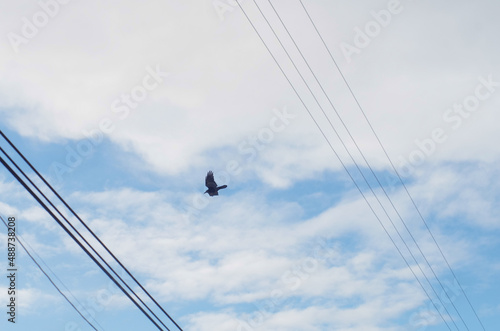 black bird in the blue sky