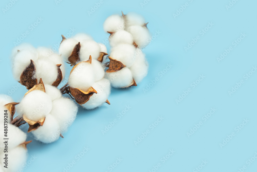 Branch with white cotton flowers on blue background. Natural organic fiber, agriculture, cotton flower, raw materials for making fabric. Backdrop, mockup with copy space for text
