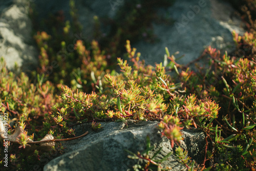 moss on the rocks