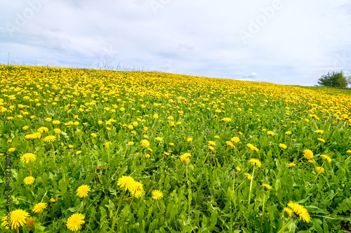 Meadow with blooming yellow dandelions and cloudy sky. Spring landscape with yellow dandelion flowers.