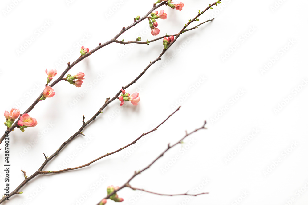 Spring blooming quince branch  on the white background. Copy space