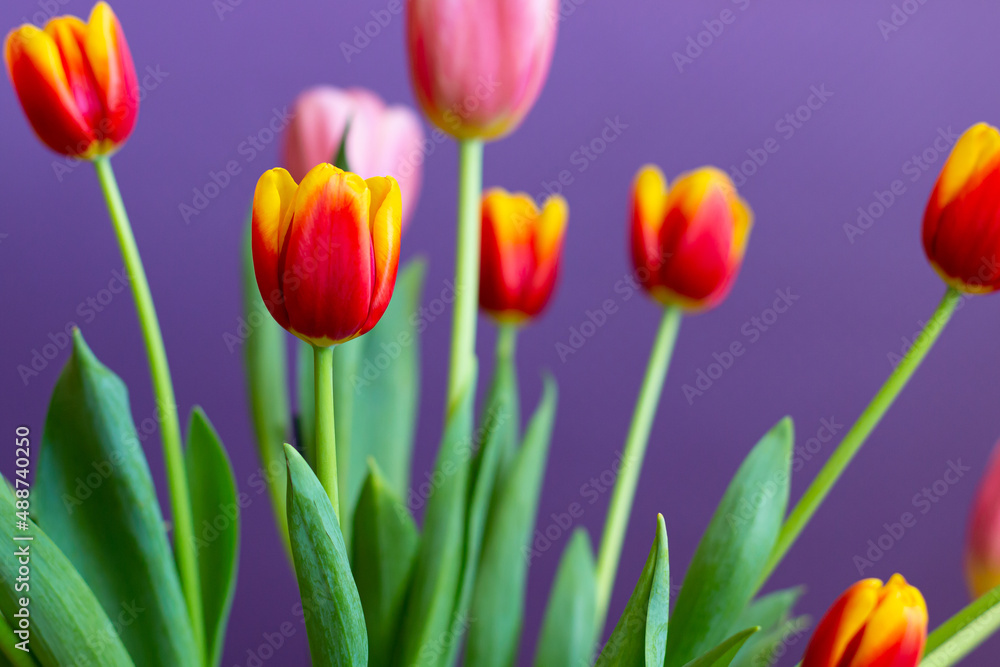 Tulips on a purple background Tulips on a purple background
