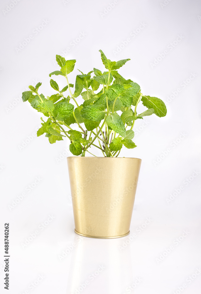 Green mint plant in a pot, isolated. Potted peppermint, spearmint. Fresh herbs in a container, on a white background. Green mint plant in a pot, isolated. Potted peppermint, spearmint. Fresh herbs in a container, on a white background.