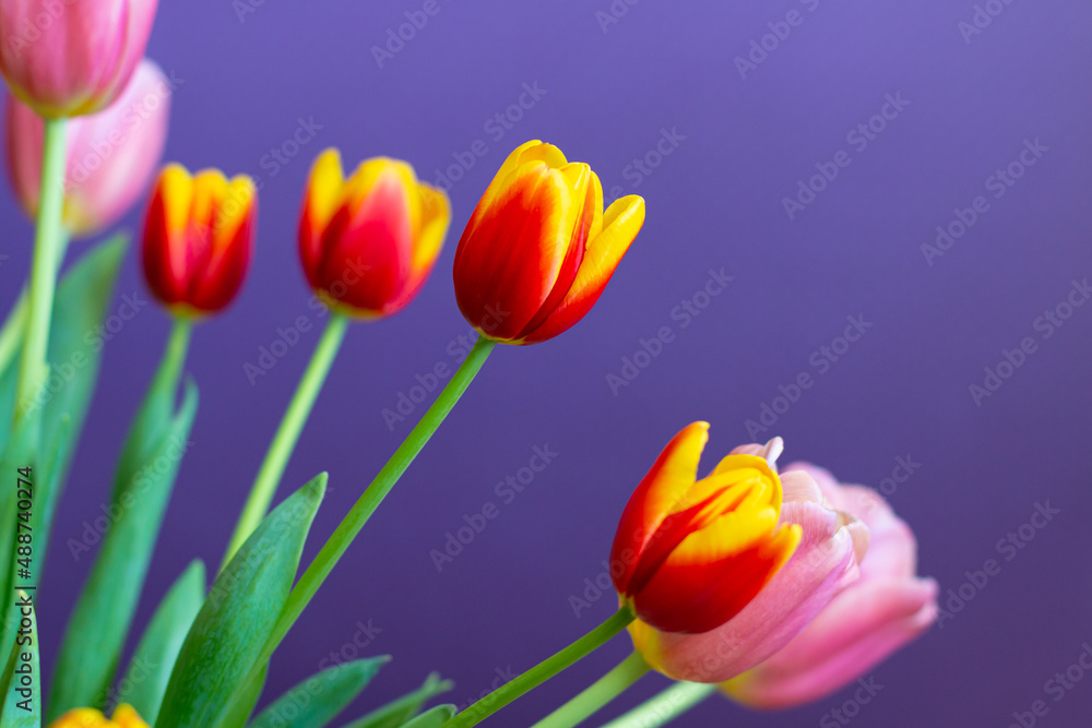 Naklejka premium Tulips on a purple background