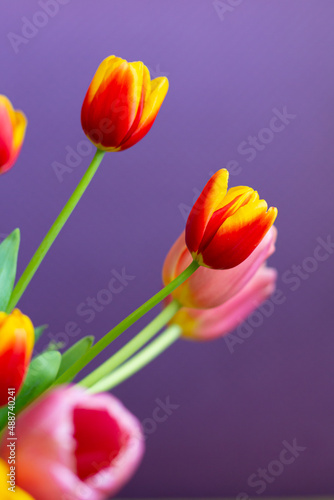 Tulips on a purple background