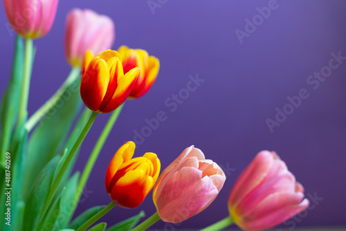 Tulips on a purple background