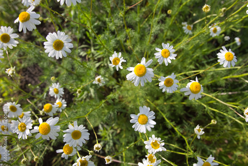 white field daisies grow densely in the meadow