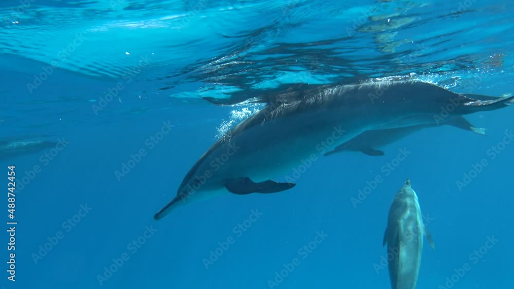 Dolphins. Spinner dolphin. Stenella longirostris is a small dolphin that lives in tropical coastal waters around the world. Dolphins. Spinner dolphin. Stenella longirostris is a small dolphin that lives in tropical coastal waters around the world.