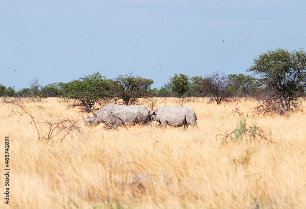 Obraz premium two wild rhinos in the savannah