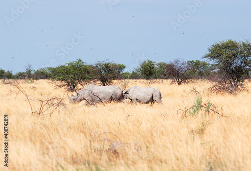 two wild rhinos in the savannah photo