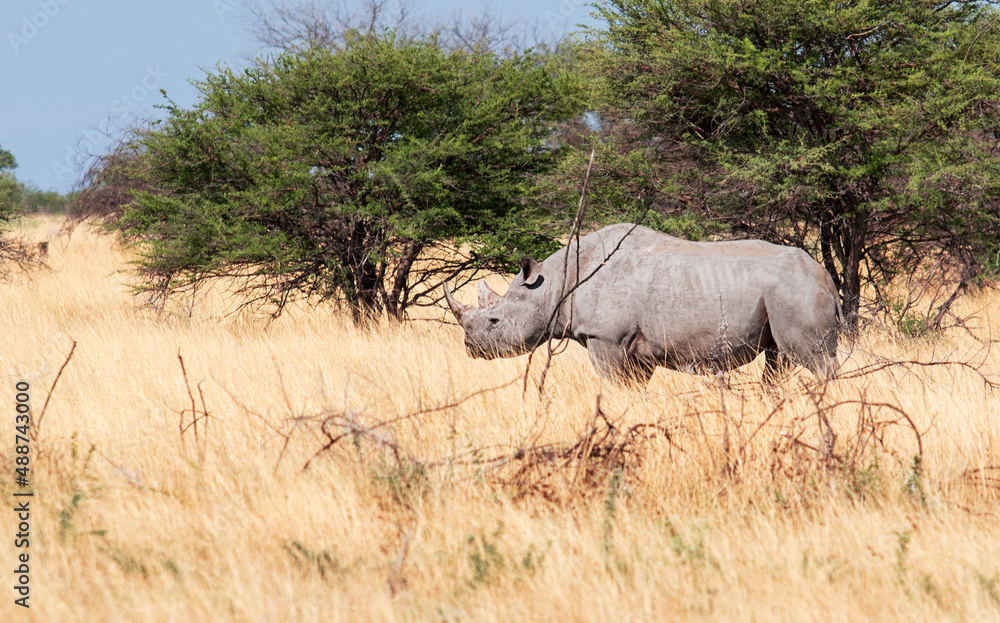 Obraz premium rhinoceros in the savannah wild animal