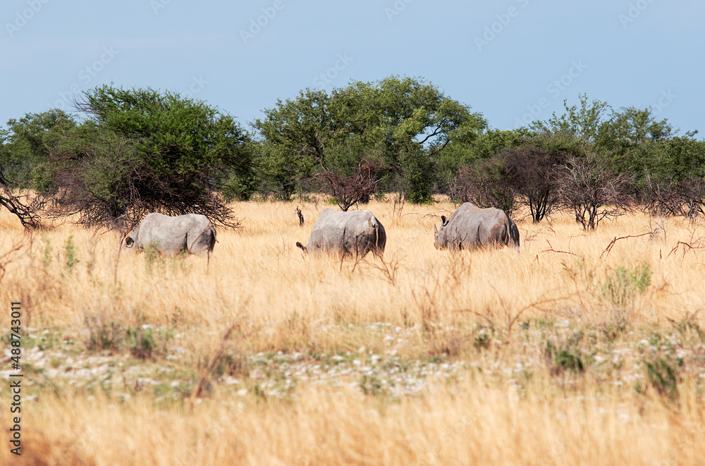 three wild rhinos in the savannah