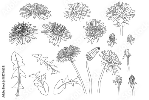 Sketch Floral Botany Collection. dandelion flower drawing set. Black and white with line art Botanical illustration of flowers. Herbal engraved