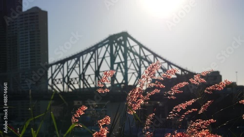 a wiew on the Story Bridge in Brisbane Australia under the sun and with beautiful pink flowers