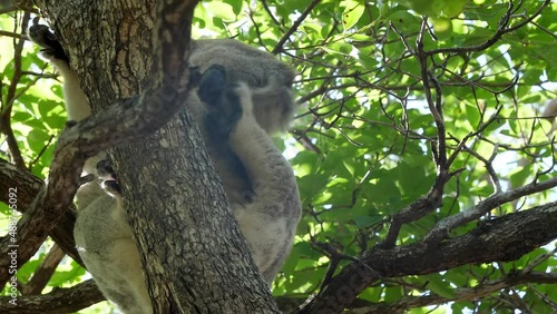A koala scratching at Magnetic Island in Australia