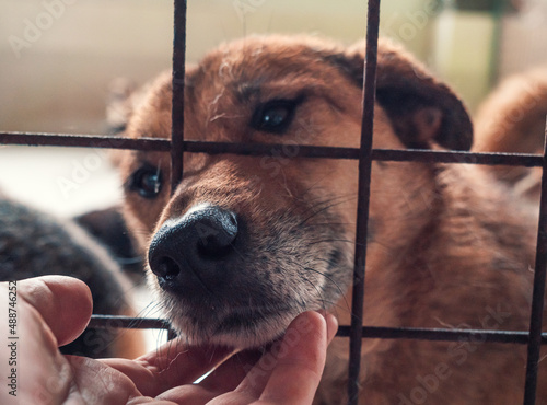 Portrait of lonely sad abandoned stray dog behind the fence at animal shelter. Best human's friend is waiting for a forever home. Animal rescue concept photo