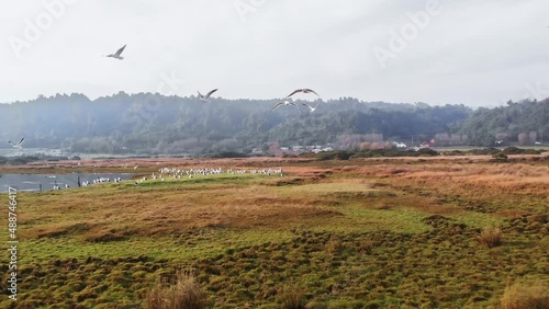 close up flock of birds flying towards the camera slow motion