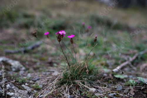 Oeillet de montagne.