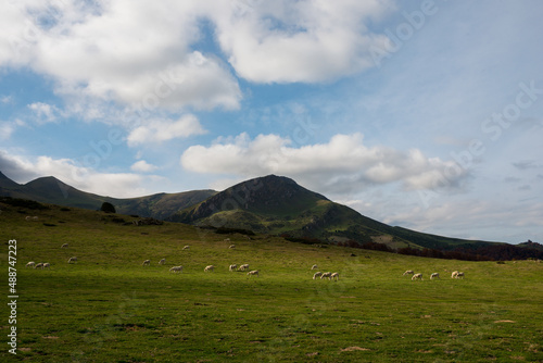 Des moutons dans un pâturage de montagne.