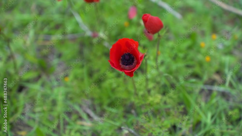 Red flower Anemone among the green grass
Red flower Anemone among the green grass