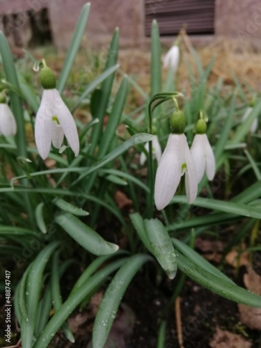 the first spring blooming flowers. Snowdrop or Galanthus with white inflorescences. floral wallpaper