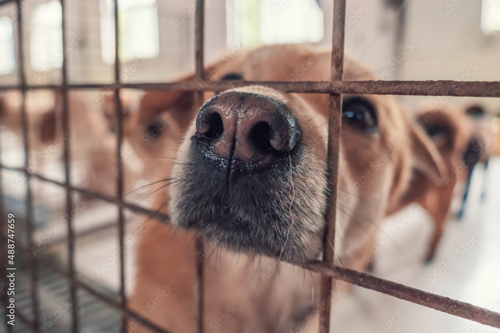 Portrait of lonely sad abandoned stray dog behind the fence at animal shelter. Best human's friend is waiting for a forever home. Animal rescue concept