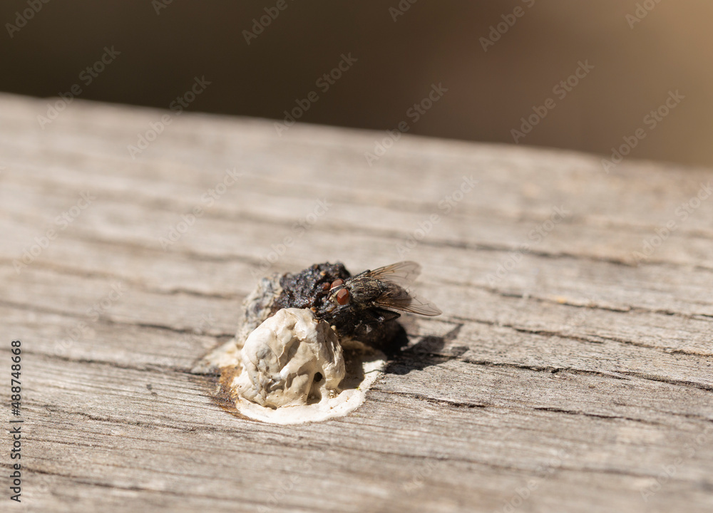 Obraz premium A fly sits on bird droppings. The insect eats excrement. Coprophagia.