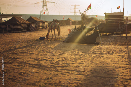 Desert road in Ajman UAE with camel photo