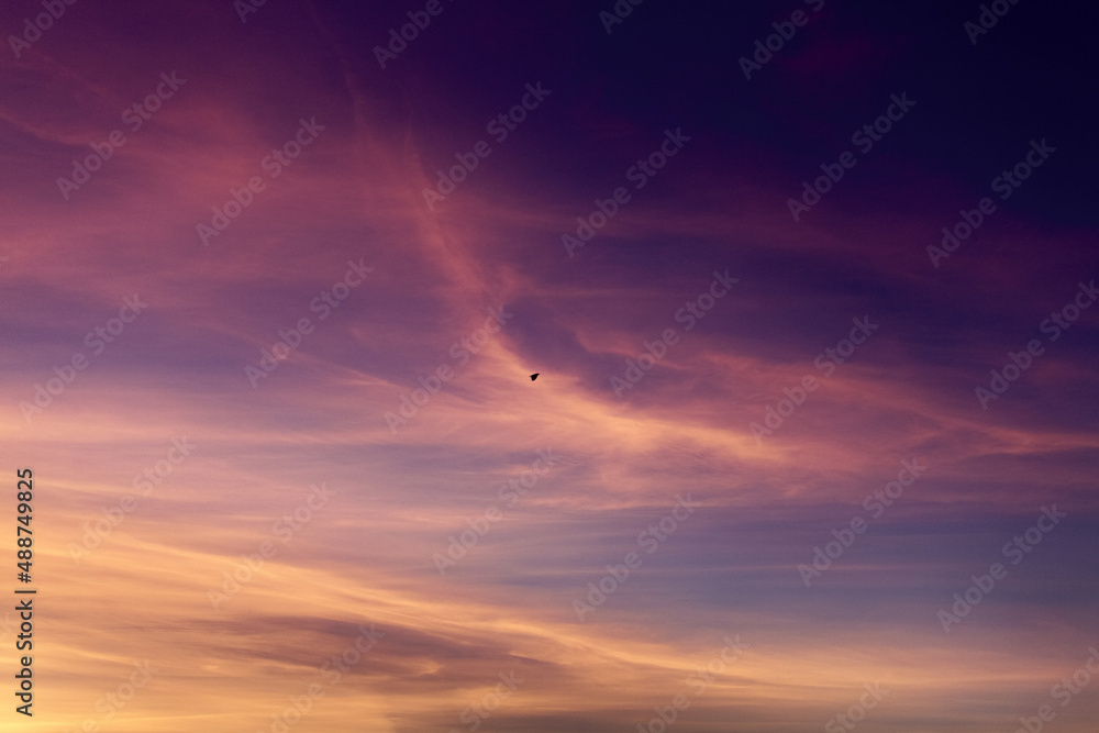 Silhouette of a bird in the sunset sky Silhouette of a bird in the sunset sky