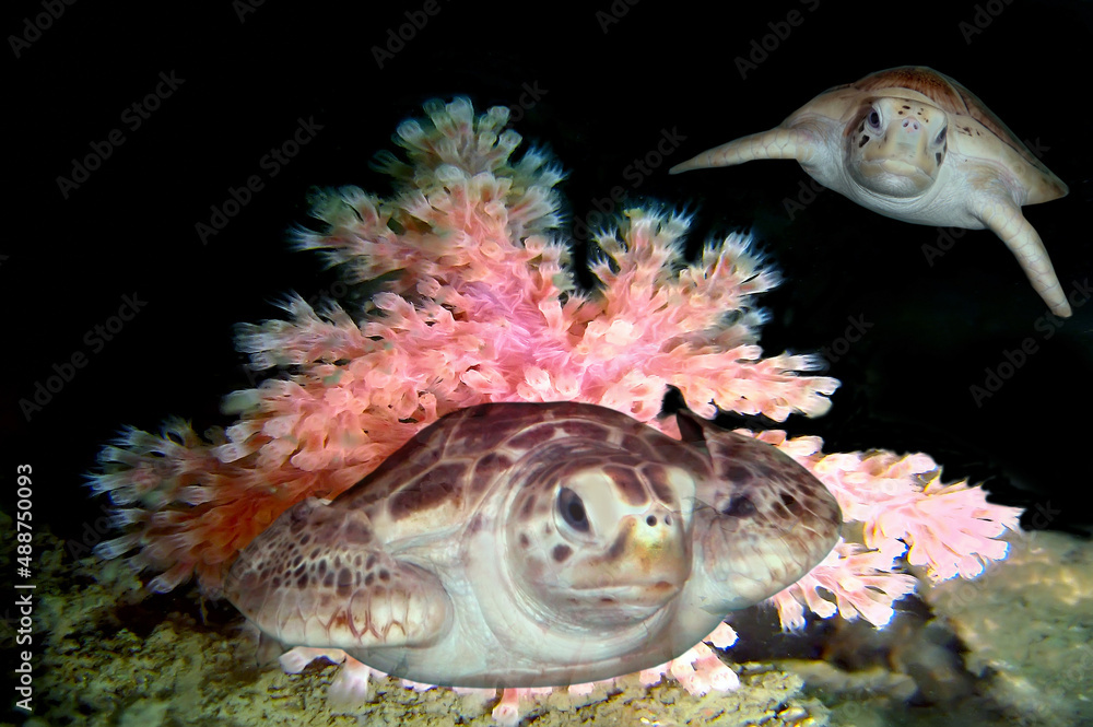 sea turtles on a coral reef
