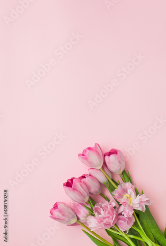 bouquet of pink tulips on blank pink background