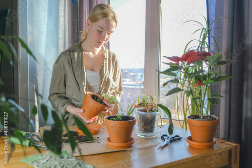 gardening home. Girl replanting green pasture in home garden.indoor garden,room with plants banner Potted green plants at home, home jungle,Garden room,gardening, Plant room, Floral decor. photo