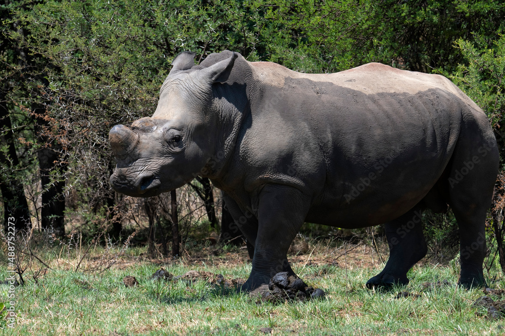 Juvenile white rhino, Reitvlei Nature Reserve Nature Reserve, Gauteng. Juvenile white rhino, Reitvlei Nature Reserve Nature Reserve, Gauteng.