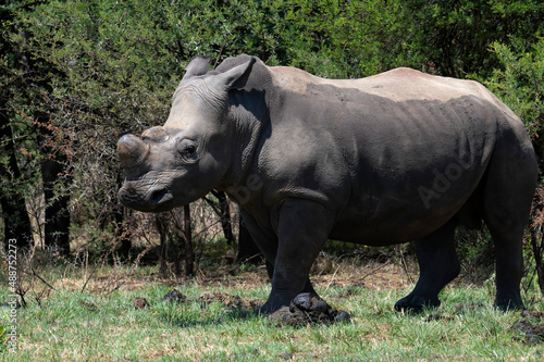Juvenile white rhino  Reitvlei Nature Reserve Nature Reserve  Gauteng.