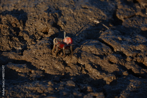 Tidal flats and fiddler crabs