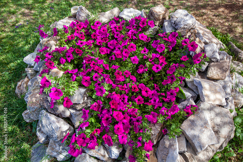Fototapeta Naklejka Na Ścianę i Meble -  Flowers in the garden. Beautiful pink flowers with decorative stones around.