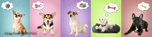 Photography Cute dogs dreaming about food and toys on color background