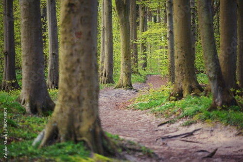 Niemcy, Jasmundzki Park Narodowy, Jasmund, Wyspa Rugia Sellin wiosna drzewa ścieżka w lesie, las bukowy photo