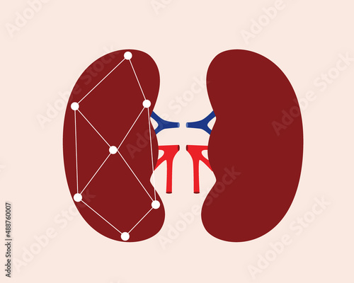 kidneys, urinary system isolated, technological flat vector stock illustration, modern human organ research