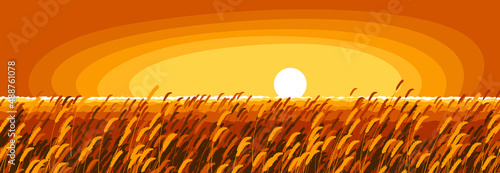 Wheat field in an evening light of setting sun scenic tranquil and calm landscape vector illustration, forget about all the problems and relax concept.