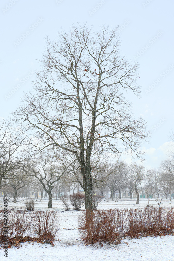 Bare trees in city park on snowy day Bare trees in city park on snowy day